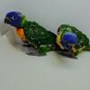 Rainbow lorikeets parrot