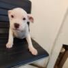 American Bully Female $550