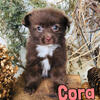 Pomapoo puppies for sale in Michigan  Contact Brandon @ 517-404-6235 to make an appointment