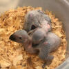 African Grey Congo babies