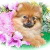 Chicago Pomeranian Babies. Prespoiled.