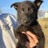 All black German Shepherds