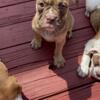 Near Chicago. Indiana Puppy Bulldog, female & males, registered. Ready, no deposit