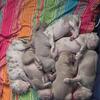 XL American Bully Puppies