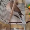 Young male ringneck dove