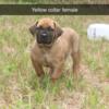 Beautiful Boerboel puppies!