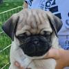 Fawn male pug for sale