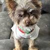 CKC Registered Chocolate Male Yorkie