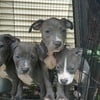 Blue-Nose American Pitbull Terrier Puppies $400 each Norfolk, Virginia