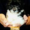 Intact Male Phantom Toy Poodle & 16 wk Old CKC Cavapoo Puppy / King Charles Cavalier/Poodlle Charlotte NC Area