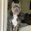 American bully standard Open for stud