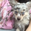 Merle ckc long hair chihuahua for stud service only