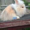 Lionhead/lop  rabbit