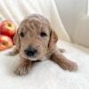 Goldendoodle Puppies