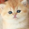 NEW Elite British kitten from Europe with excellent pedigree, female. Lavanda