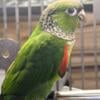 Amazing baby Black Capped Conures