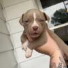 ABKC pocket bullies for sale