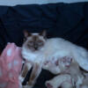 T.I.C.A  Ragdoll kittens available