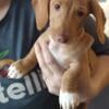 Dachshunds EE Reds Males for sale