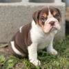 AKC English Bulldogs