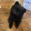 Pomeranian puppy  9899806130