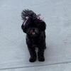 Loving Female Shih Tzu Needs New Family