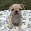 Racer- Cream MALE- Kentucky KY. French BULLDOG