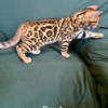 We have 2 male Bengals kittens available