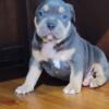 XL American Bully Puppies