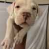 AMERICAN BULLY PUPS FOR ADOPTION