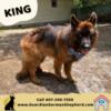 Stunning Male German Shepherd Available!