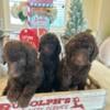 F1bbb Goldendoodle puppies