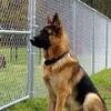 German Shepherd Puppies