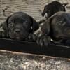 Cane Corso Puppies 5 Weeks Old