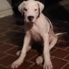 Dogo argentino puppies