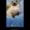 Ragdoll Charlie