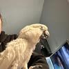 Cockatoo