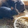Dwarf Bunnies for Easter