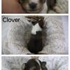 AKC Shetland Sheepdog puppies