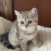 Scottish Straight / British Shorthair Kitten - Female