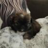 Pekingese babies ready for loving homes