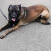 Belgian malinois  stud