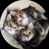 Siberian kittens from TICA and CFA registered home cattery in NH