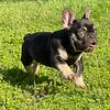 Chocolate & tan male French Bulldog