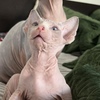 Sphinx kitten