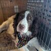 AKC English Springer Spaniels puppies ready now!