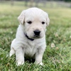 English Cream AKC Golden Retriever Puppies