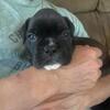 Boxer pups for sale