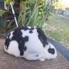 Mini Rex bunnies 
