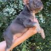 Cami AKC Female French Bulldog